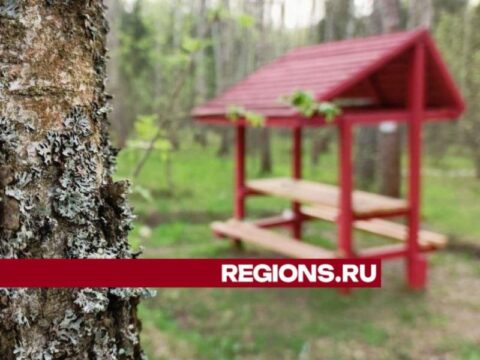 Шашлык без штрафа: места для отдыха на природе начали оборудовать в Талдомском лесничестве новости Талдома 
